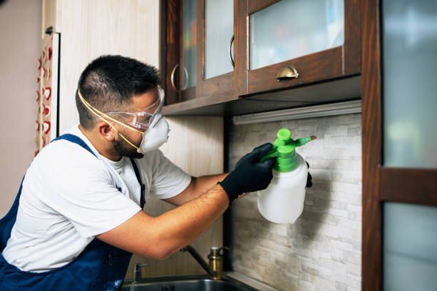 Wasp Removal Services in Mount Airy, NC