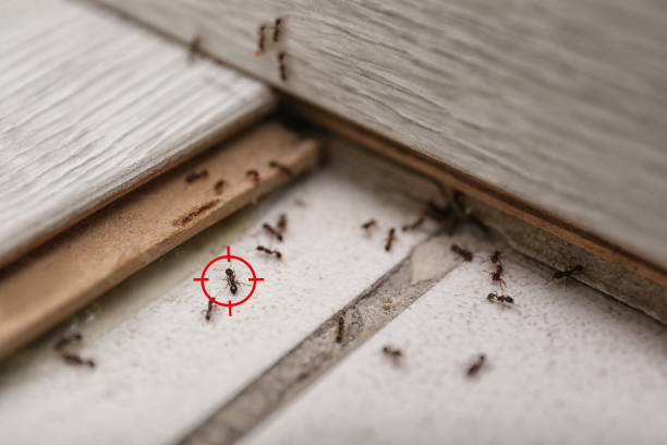Best Pest Removal Services  in Mount Airy, NC