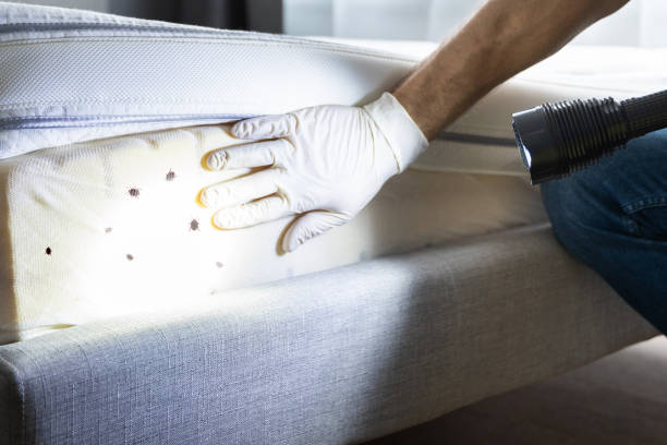 Best Insect Control  in Mount Airy, NC