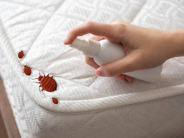 Best Local Pest Control Services  in Mount Airy, NC