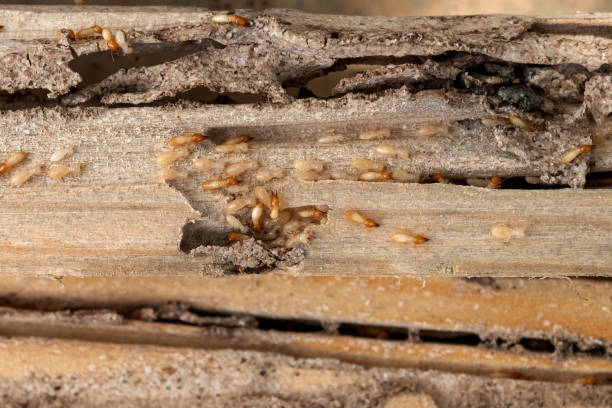 Best Pest Control for Restaurants  in Mount Airy, NC