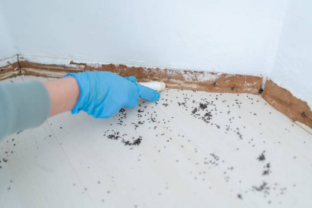 Best Affordable Pest Control Services  in Mount Airy, NC