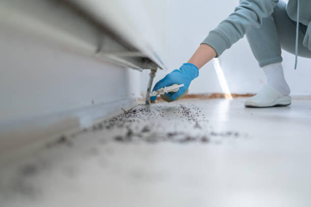 Best Spider Control Near Me  in Mount Airy, NC